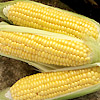 Sweet Corn breakthrough F1